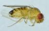 Drosophila melanogaster